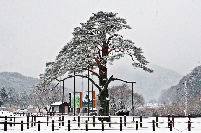 The　600-year-old　Jeongipum　pine　tree　received　a　ministerial　rank　from　King　Sejo　in　1464.