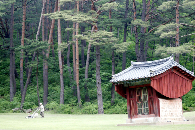 Yellow-hearted pine trees, or hwangjangmok