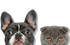 Cloud firms rush to secure footing in pet data market