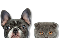 Cloud firms rush to secure footing in pet data market