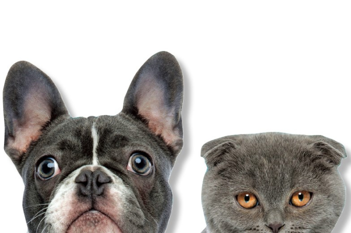 Cloud firms rush to secure footing in pet data market