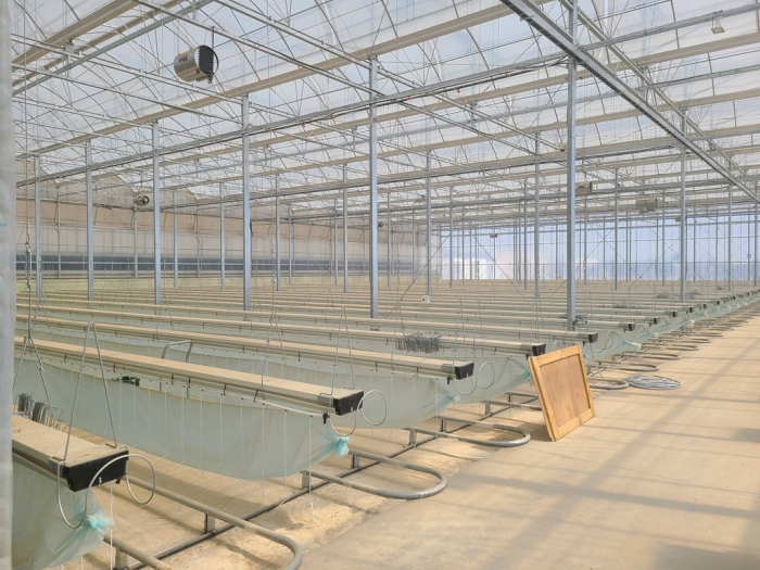 Inside　a　greenhouse　in　the　UAE