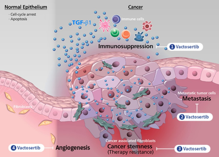 MedPacto's　Vactosertib,　a　colorectal　cancer　treatment　candidate