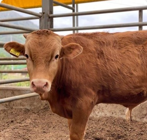 One　percent　stake　in　this　calf　sells　for　48,000　won　()　(Courtesy　of　Bancow)