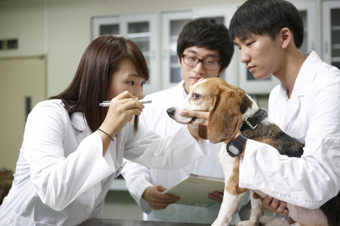 South　Korea’s　leading　patient　monitoring　device　maker　Mediana　is　zoning　in　on　the　pet　medical　industry.　Veterinarians　at　Konkuk　University's　animal　hospital　in　Seoul　treat　a　dog　(Courtesy　of　Konkuk　University)