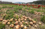 Korea suffers from foreign workers shortage in farming
