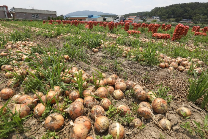 An onion farm in Goryeong County, North Gyeongsang Province (Courtesy of News1)