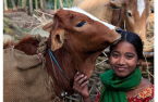 S.Korea sends dairy cows, livestock genetic resources to Nepal