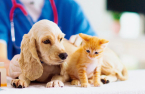 S.Korea's CMG Pharmaceutical opens animal medicine unit