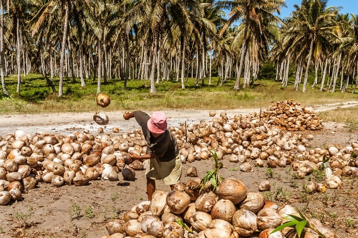 POSCO　has　been　producing　crude　palm　oil　in　Papua,　east　of　Borneo,　since　2017　(Photo:　Getty　Images　Bank)