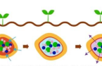 Aekyung Chemical develops first fertilizer coating resin with vegetable oil 