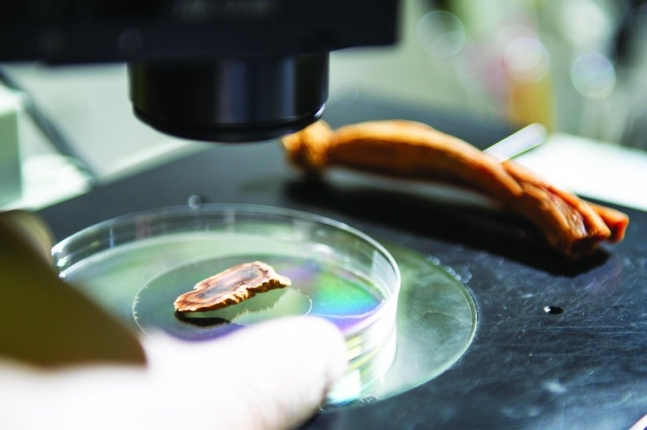 Oil from S.Korea’s red ginseng alleviates prostate enlargement: study