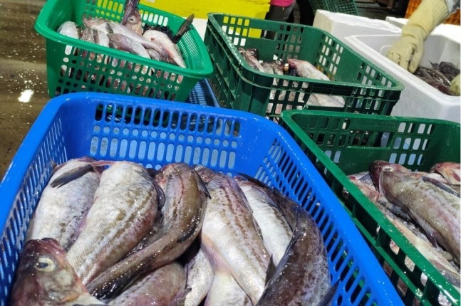 The　Russian　fresh　pollock　imported　at　Donghae　Port 
