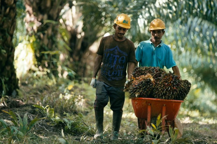 POSCO has been producing crude palm oil in Papua, Indonesia, since 2017 (Courtesy of POSCO International)