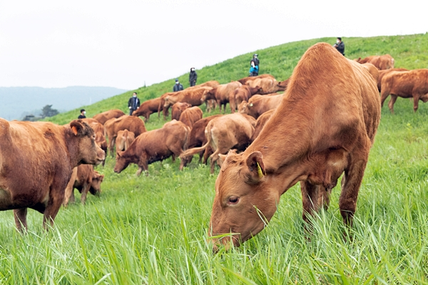 韩国首次向马来西亚出口清真认证牛肉 – KED Global