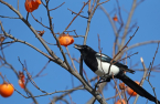 KEPCO strives to drive out birds meant to bring good luck