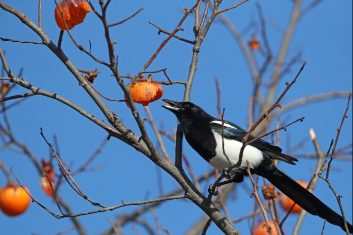 KEPCO strives to drive out birds meant to bring good luck