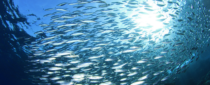 Dongwon is South Korea's top canned tuna producer