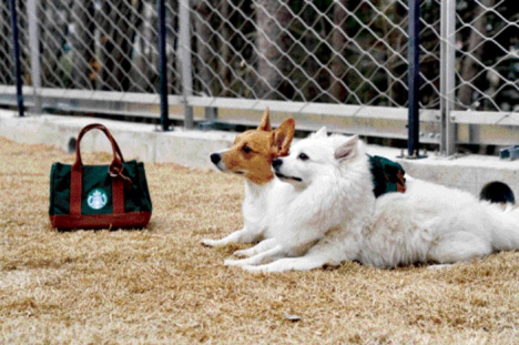 The pet park outside Starbucks 'The Bukhan riveR'