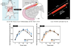 KAIST discovers diabetes treatment using light 