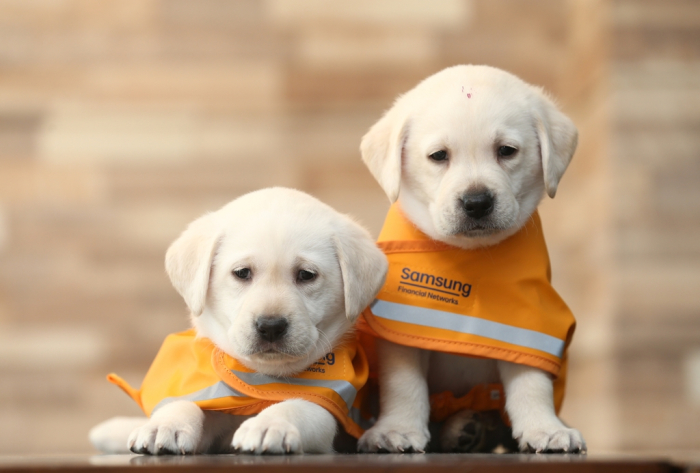 Puppies　set　to　be　guide　dogs　at　the　Samsung　Guide　Dog　School