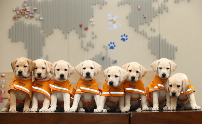 Puppies　at　the　Samsung　Guide　Dog　School
