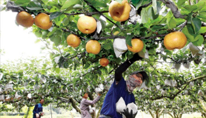 A pear orchard