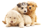 SK Telecom enters Japan's pet care market