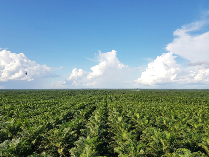 POSCO　International's　palm　oil　plantation　in　Indonesia