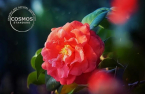 Amorepacific's camellia-derived cosmetic ingredients get COSMOS