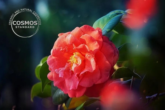 Amorepacific's　camellia-derived　cosmetic　ingredients　get　COSMOS