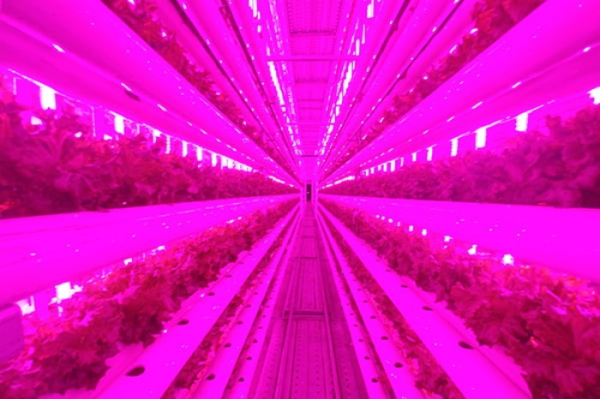 Nexton's　indoor　farm 