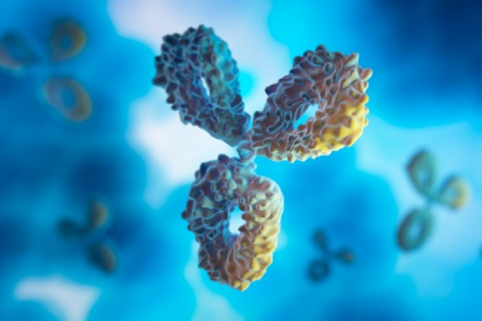Antibody　3D　images　(Courtesy　of　Getty　Images)