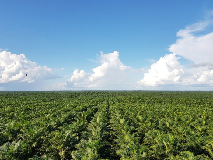 POSCO　International's　palm　oil　plantation　in　Indonesia