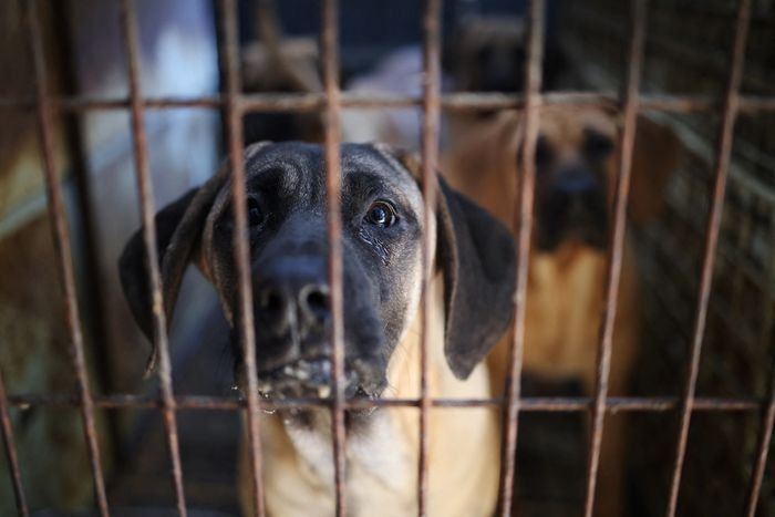 Dogs　aren’t　classified　as　livestock　in　South　Korea,　making　oversight　difficult. PHOTO: KIM　HONG-JI/REUTERS