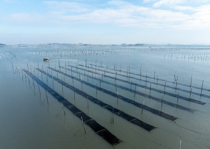 A seaweed farm in Sinan County