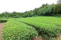 Global matcha boom pushes Korean green tea exports to record high